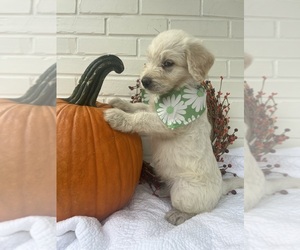 Labradoodle Puppy for sale in PEMBROKE, GA, USA