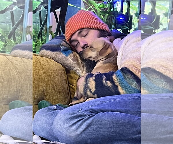 Medium Photo #5 Chiweenie Puppy For Sale in Milwaukie, OR, USA