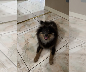 Pomeranian Puppy for sale in TAMPA, FL, USA