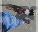 Small Photo #7 Mutt Puppy For Sale in Thomasville, NC, USA