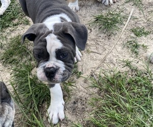 Olde English Bulldogge Puppy for sale in SOUTHPORT, FL, USA