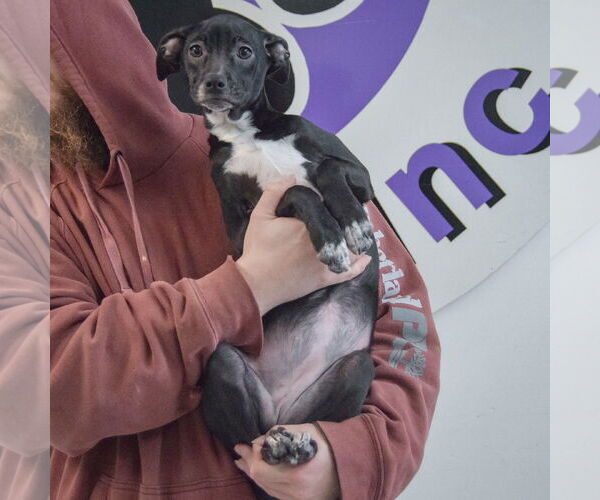 Medium Photo #4 German Shepherd Dog-Unknown Mix Puppy For Sale in Huntley, IL, USA