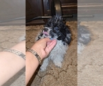Small #20 Poodle (Toy)
