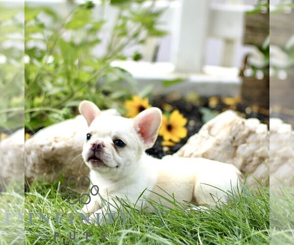 Medium Photo #4 French Bulldog Puppy For Sale in RONKS, PA, USA