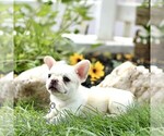 Small #3 French Bulldog