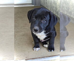 Malcolm - Male Australian Shepherd-Unknown Mix Dog for Adoption - Photo #2