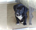 Small #1 Australian Shepherd Mix