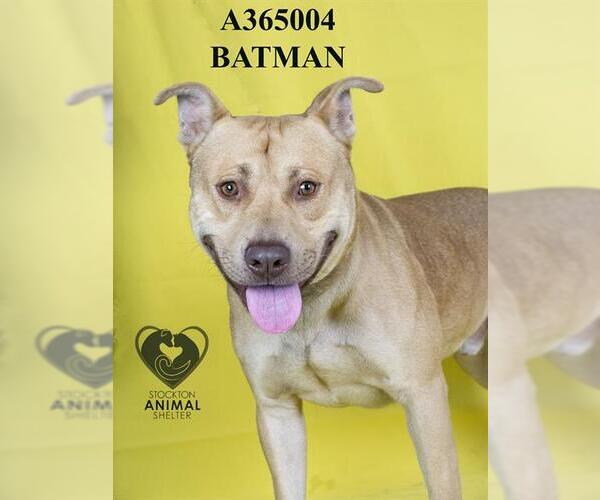 Medium Photo #2 American Pit Bull Terrier Puppy For Sale in Stockton, CA, USA