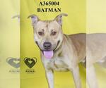 Small #1 American Pit Bull Terrier