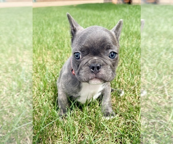 Medium Photo #2 French Bulldog Puppy For Sale in CANYON, TX, USA