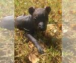Small Photo #13 Xoloitzcuintli (Mexican Hairless) Puppy For Sale in BOX CANYON, CA, USA