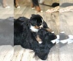 Small Photo #7 Bernese Mountain Dog Puppy For Sale in FLEMING ISLAND, FL, USA