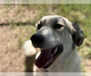 Anatolian Shepherd-Great Pyrenees Mix Dogs for adoption in Tulsa, OK, USA