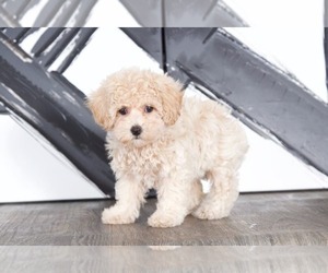 Poochon Puppy for sale in BEL AIR, MD, USA