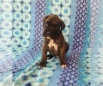 Small Photo #1 Boxer Puppy For Sale in PINE CITY, MN, USA
