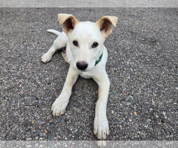 Medium Photo #1 Mutt Puppy For Sale in Polson, MT, USA