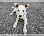 Small Mutt