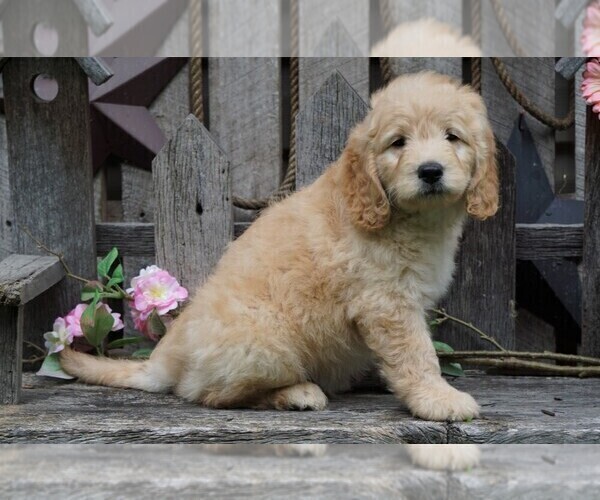 Medium Photo #4 Goldendoodle (Miniature) Puppy For Sale in FREDERICKSBG, OH, USA