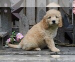 Small Photo #4 Goldendoodle (Miniature) Puppy For Sale in FREDERICKSBG, OH, USA