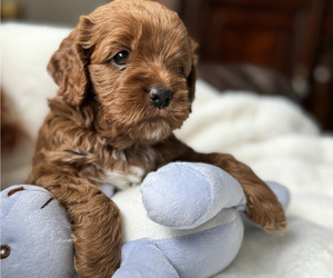 Cock-A-Poo Puppy for Sale in MONTPELIER, Virginia USA