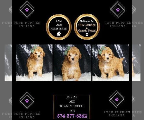 Medium Photo #33 Poodle (Toy) Puppy For Sale in WARSAW, IN, USA