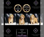 Small Photo #33 Poodle (Toy) Puppy For Sale in WARSAW, IN, USA