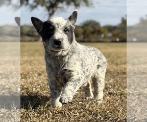 Australian Cattle Dog Puppy for sale in ZOLFO SPRINGS, FL, USA