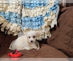 Small Photo #3 Coton de Tulear Puppy For Sale in W FIELD, NC, USA