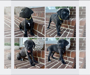Cane Corso Puppy for sale in AYNOR, SC, USA