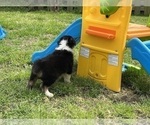 Small Photo #13 Australian Shepherd Puppy For Sale in SHALLOTTE, NC, USA