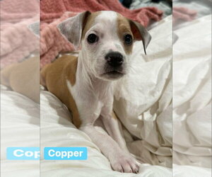 Chihuahua-Unknown Mix Dogs for adoption in Alexander, AR, USA