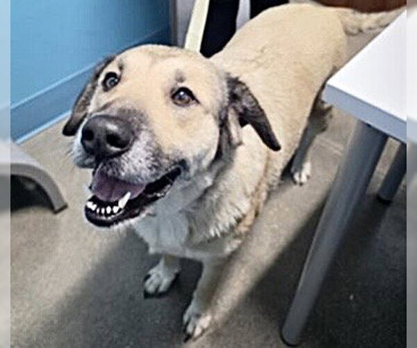 Medium Photo #1 Anatolian Shepherd-Unknown Mix Puppy For Sale in Houston, TX, USA