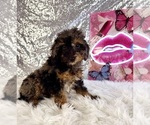 Small #4 Bernedoodle (Miniature) (+ Poodle Miniature)