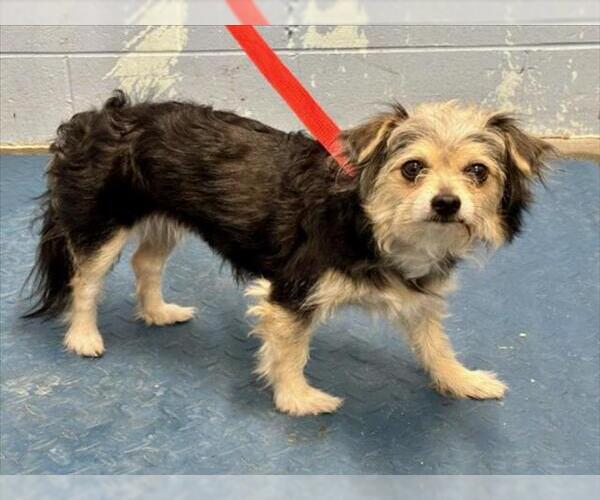 Medium Photo #1 Mutt Puppy For Sale in Woodland, CA, USA