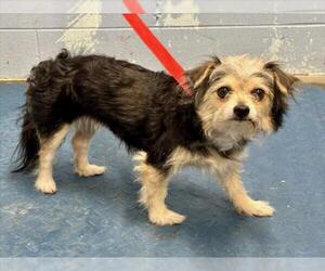 Mutt Dogs for adoption in Woodland, CA, USA