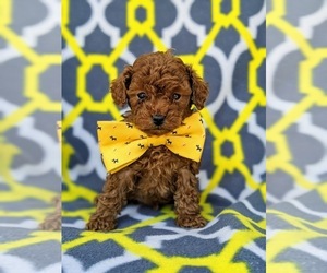 Poodle (Toy) Puppy for sale in BIRD IN HAND, PA, USA