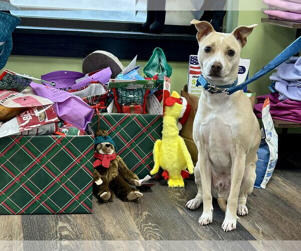 Medium Photo #5 Chihuahua-Unknown Mix Puppy For Sale in Landenberg, PA, USA