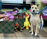 Small #4 Chihuahua Mix