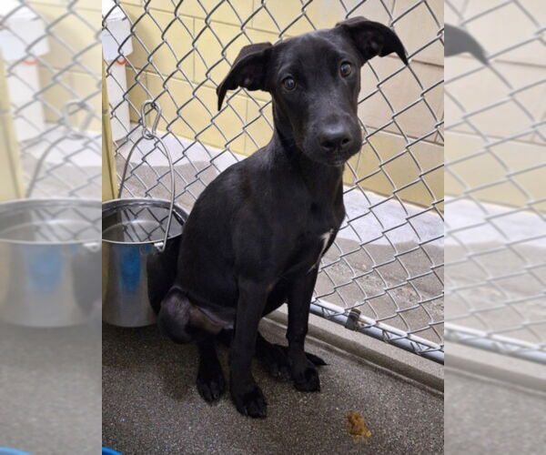 Medium Photo #1 Labrador Retriever Puppy For Sale in Woodland, CA, USA