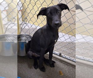 Labrador Retriever Dogs for adoption in Woodland, CA, USA