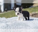 Small Photo #4 Boston Terrier Puppy For Sale in MILLERSBURG, OH, USA