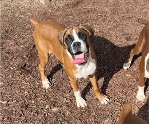 Boxer Dog for Adoption in INDIANAPOLIS, Indiana USA
