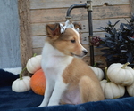 Small Photo #6 Shetland Sheepdog Puppy For Sale in HONEY BROOK, PA, USA