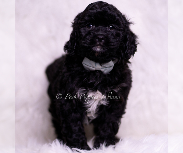 Medium Photo #90 Cavapoo (Miniature) Puppy For Sale in WARSAW, IN, USA