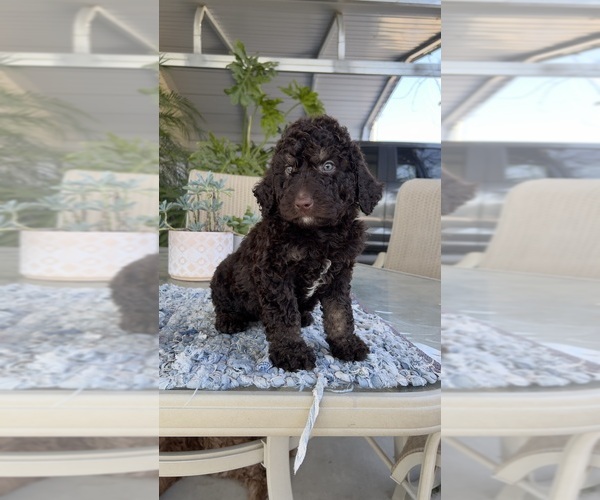 Medium Photo #9 Labradoodle Puppy For Sale in FRESNO, CA, USA