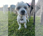 Small Dachshund Mix