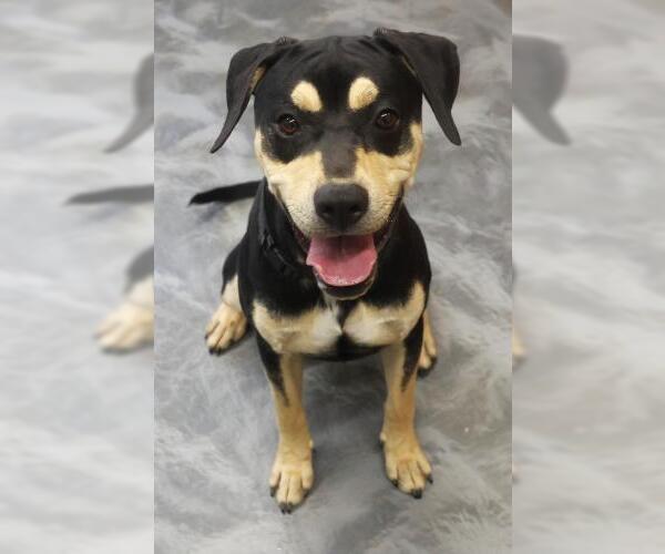 Medium Photo #1 Rottweiler-Unknown Mix Puppy For Sale in Thief River Falls, MN, USA