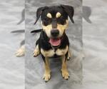 Dumbledorf - Male Rottweiler-Unknown Mix Dog for Adoption - Small photo