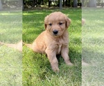 Small Golden Retriever
