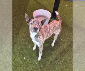 Australian Shepherd-Unknown Mix Dogs for adoption in Rockwall, TX, USA